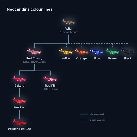 Family tree of Neocaridina davidi colour lines drawn with pixel-art shrimp from Shrimprium. A brown wild shrimp at the top branches into Red Cherry, then Sakura, Fire Red and Painted Fire Red, with Red Rili as a second branch from Red Cherry. Dashed lines from the wild shrimp lead to yellow, orange, blue, green and black shrimp, whose origins are unclear.